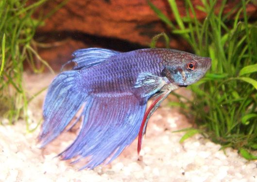 all about betta fish