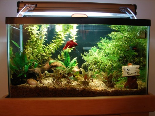 Betta fish aquarium