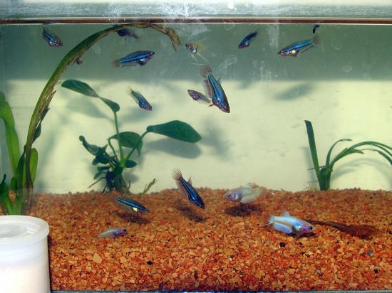 food for baby bettas fry